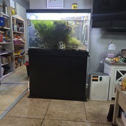 65 gallon fish tank 200