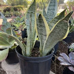 Snake Plant