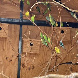 Parrakeets Up For Adoption 