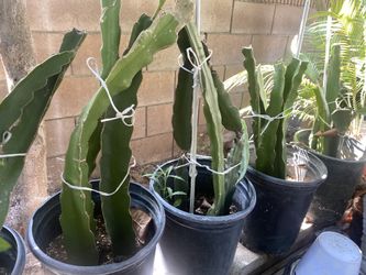 $10 For Dragon Fruit Tree