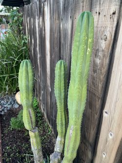 San Pedro Cactus 🌵