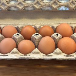 Backyard Chicken Eggs For Sale 