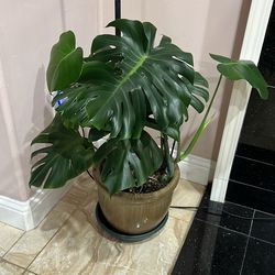 Monstera plants