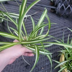 3 Spider Plant Babies