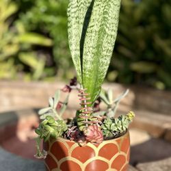 Mothers Day Pot Succulent 