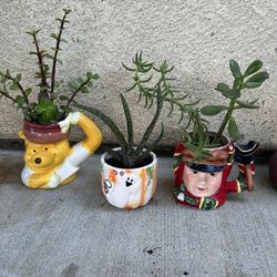 Succulents All For $ 5.00