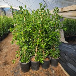 Ficus
