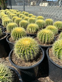 Golden barrel cactus