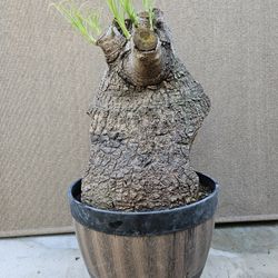 Old Ponytail Palm Bonsai Tree   ( OUTDOOR and INDOOR PLANT) 