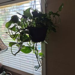 Plants 
