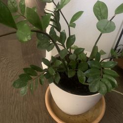 Very nice plant for inside!    