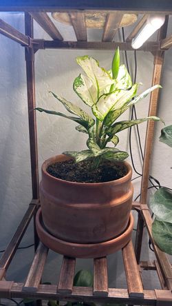 Plant