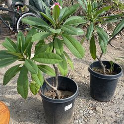 Plumeria Pink And Fusia With Yellow