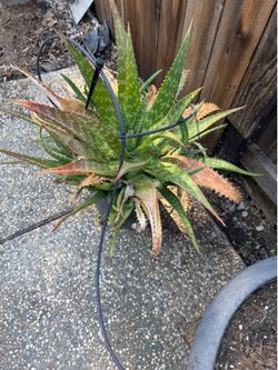 Aloe Vera