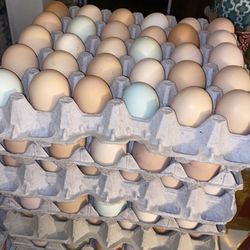 Fresh Chicken Eggs / Huevos Frescos De Gallina 