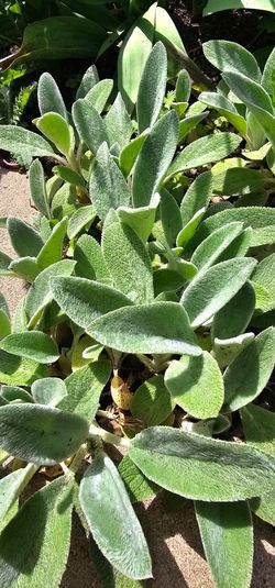 Plant Lambs ear
