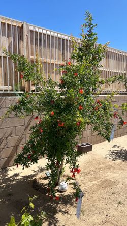 Healthy POMEGRANATE tree 4 years old. (Read description)
