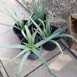 12 Aloe Vera