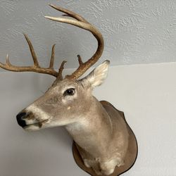 Deer Taxidermy 