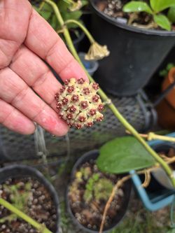 Hoya Kerry 🌿plant 