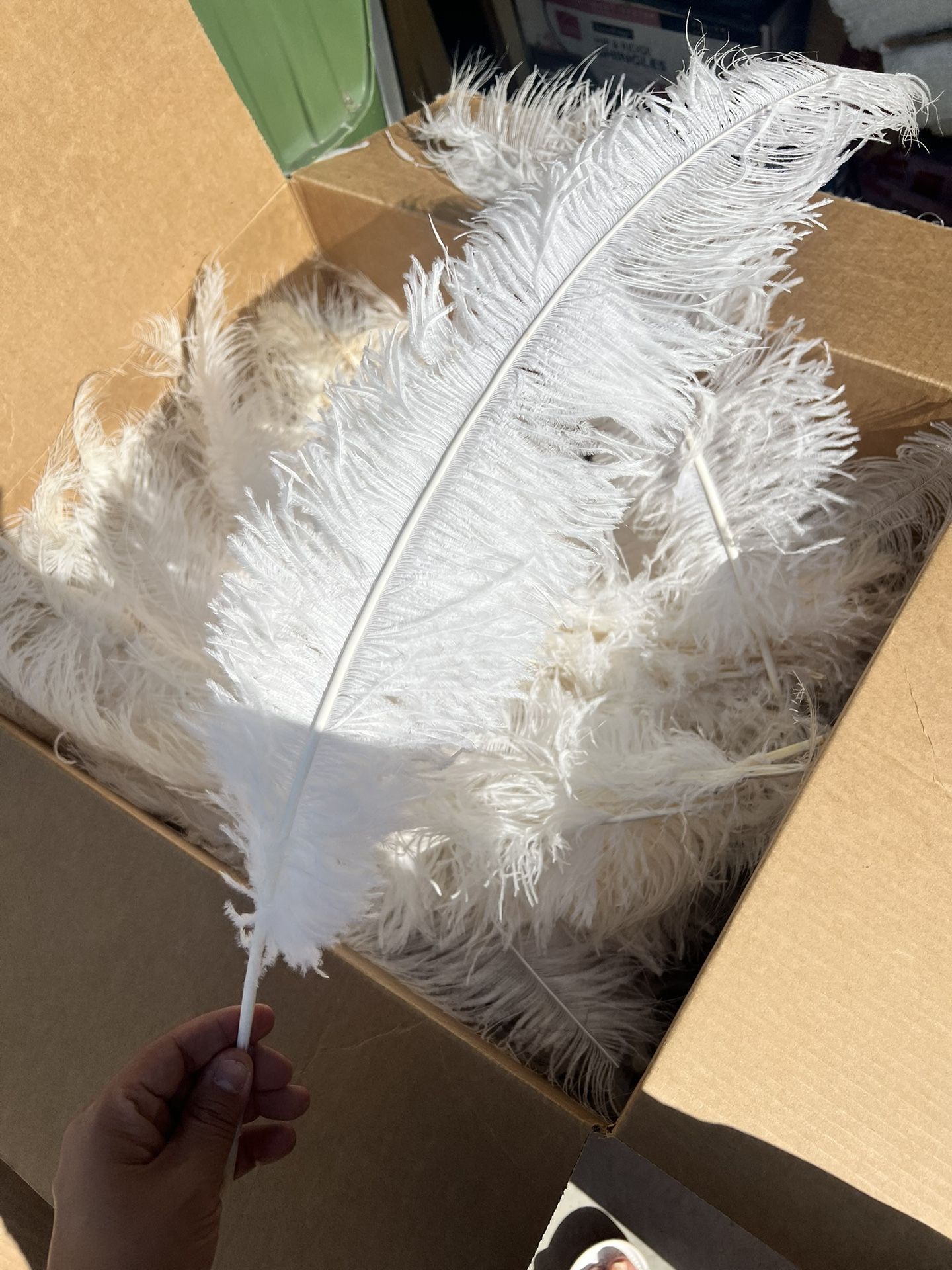 White Ostrich Feathers
