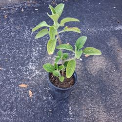 Cuban Oregano/ Mexican Mint