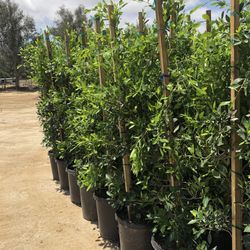 Ficus Nitida 15 Gallons Privacy Wall Make Your Order We Are Ready 