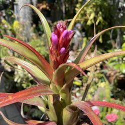 Bromeliad in Bloom