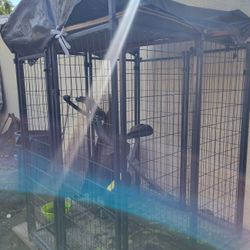 Dog House 