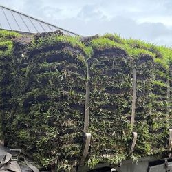 Sod for sale st Augustine palmetto