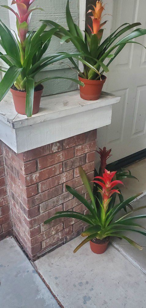 Bromeliad Indoor Plant in Grower Pot


