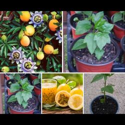 Passion fruit perennial vine plants$8 Each or 2 For$12 Or 3 Plants for$14