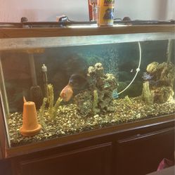 Fish tank 