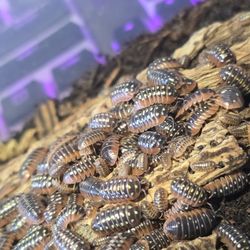 Isopods - Multiple Species 