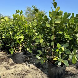 Clusias (Privacy Hedges) 7 Gal