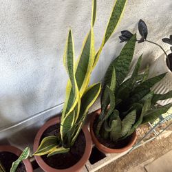 Snake Plant 