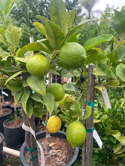 5 Gallon Size- Orange Trees- Lemon Trees- Lime Trees- Tangerine Trees- Grapefruit Trees