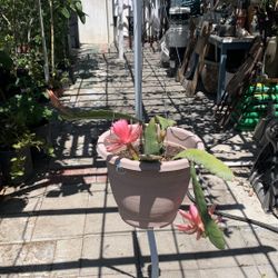 Epiphyllum Flowers Hoa quỳnh