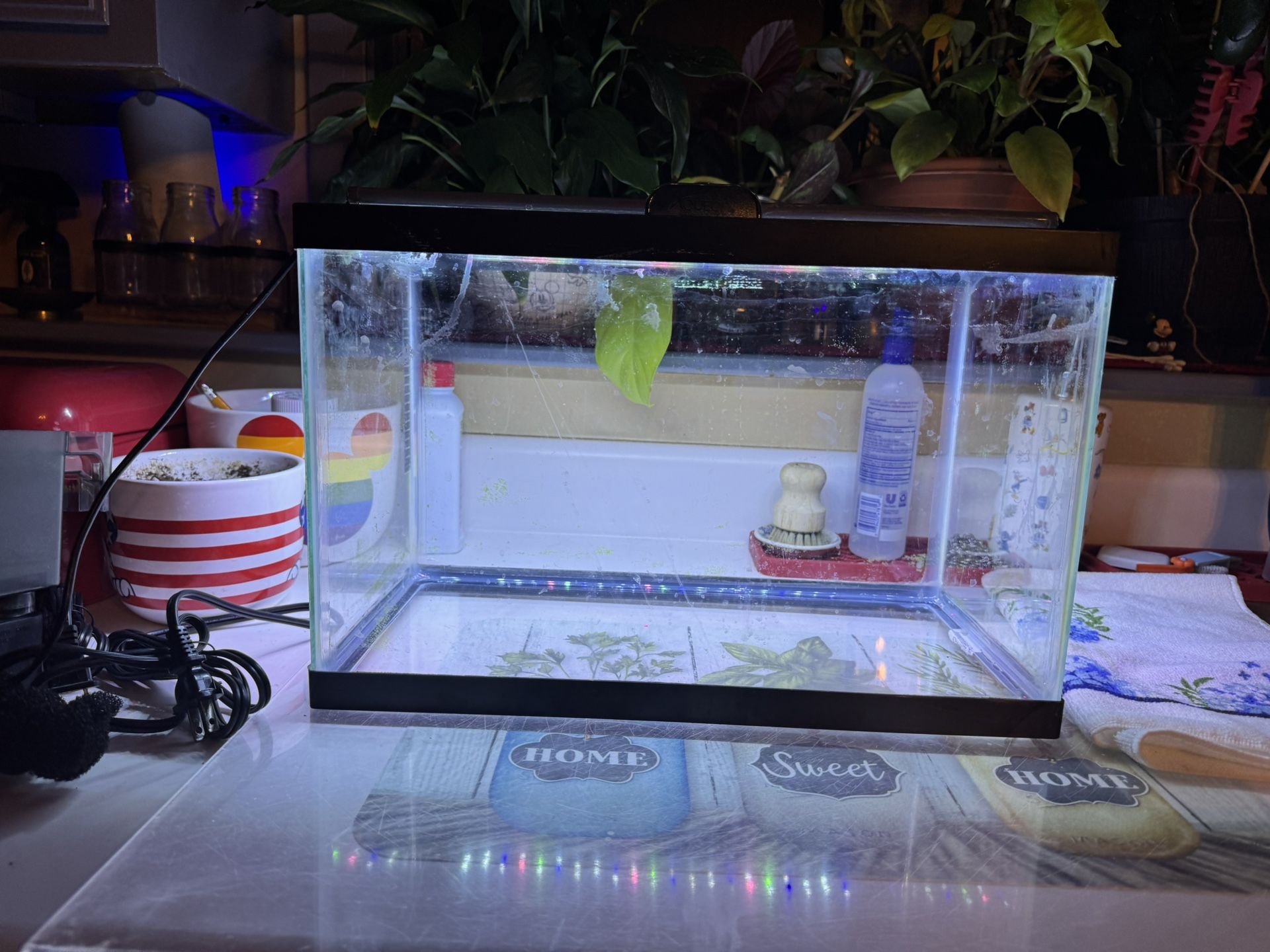 5 GALLON TANK COMPLETE SETUP ALL NEW…SELLING OVER 50% OFF…SAVE…$$$…