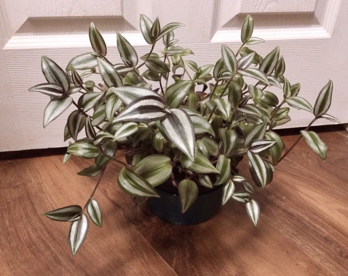 Silver Purple Wandering Jew Tradescantia Zebrina Plant Silver Purple plant