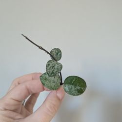 Hoya Mathilde Splash