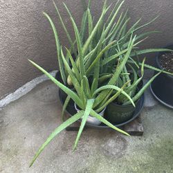 Aloe Vera Plants 