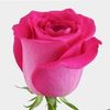 Rahat