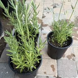 Lavender Plants $15 Each