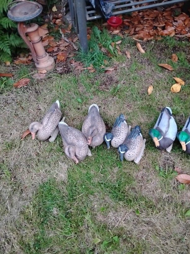 Decoy Ducks Q