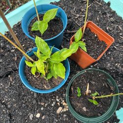 Organic Cardamom Plants