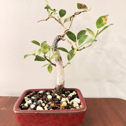 Ficus Bonsai