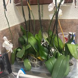 Orchids