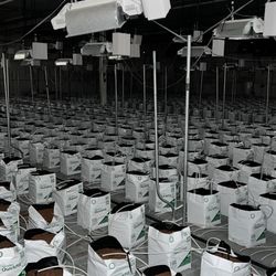 Quick fill Pots Flora Flex