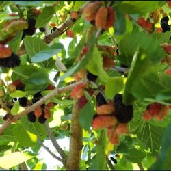You Will Be Swimming In Fruit! | Mulberry Fruit Tree (Everbearing)